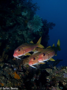 Goatfish at the housereef by Beate Seiler 